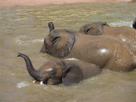 Sdwap Baby Elephants Playing In The Water Zoochat
