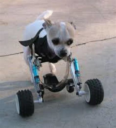 How to blur in imovie. Honden rolstoel | HondenForum