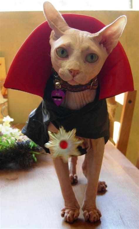 Are hairless cats truly hairless? 8 best Sphynx Cat Costumes images on Pinterest | Sphynx ...
