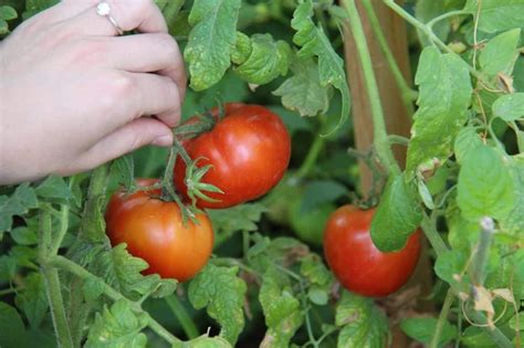 How To Grow Tomatoes The Ultimate Gardeners Guide Growing Tomatoes