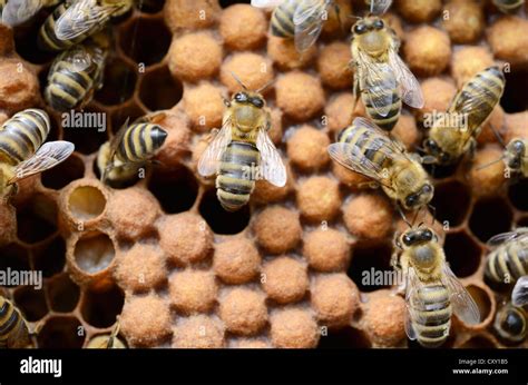 Honey Bees Apis Mellifera Worker Bees On Capped Drone Brood Cells
