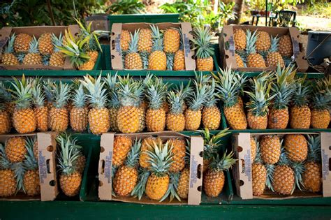 How Many Pineapples Can I Bring Back From Hawaii Your Guide To Fruit Transportation Limits