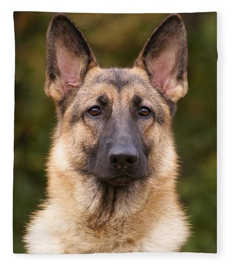 How Many Types Of German Shepherd Dogs Are There