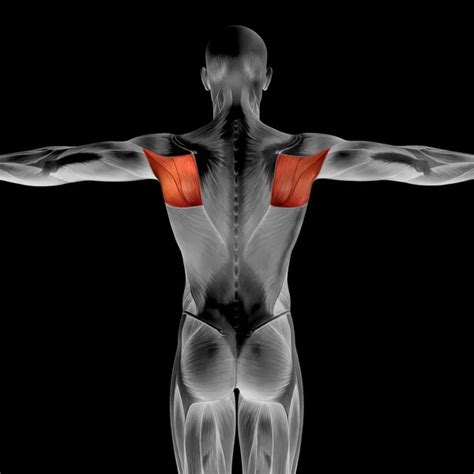 Human Back Anatomy — Stock Photo © Design36 126584976