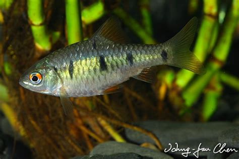 'Puntius' snyderi — Seriously Fish
