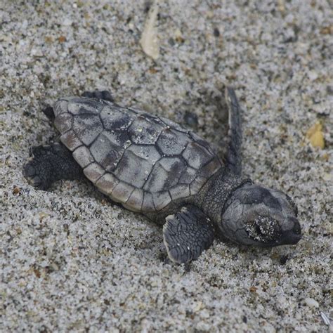 Best Places To See Sea Turtle Hatchlings Sea Turtle Turtle Beach