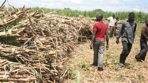 Increase Yields In Sugarcane Growing Daily Monitor