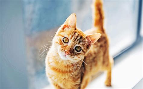 Ginger Cat Bokeh Pets Cats Domestic Cats Cute Animals R Hd