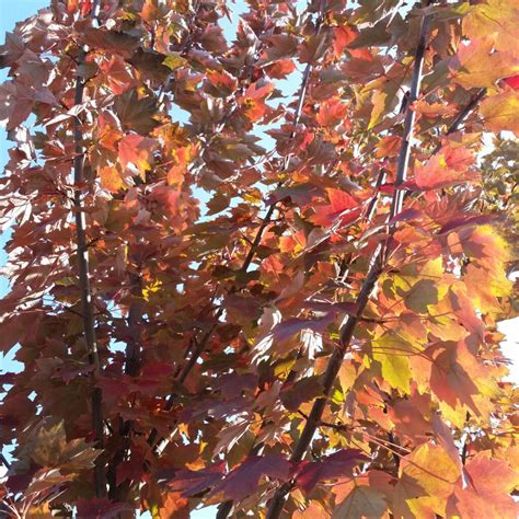 Acer Rubrum Brandywine Red Maple Mid Valley Trees