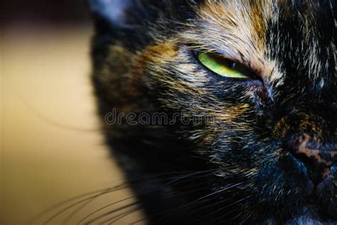 Facing Eyes Of Angry Grumpy Cat Unhappy Looking Directly At The Camera