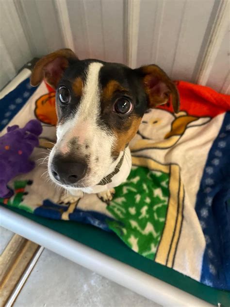 Dog for Adoption - Roscoe, a Jack Russell Terrier in Glynn County, GA