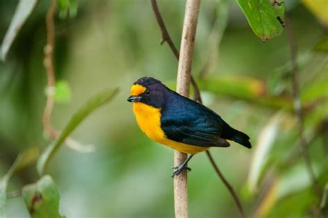 5 Aves Da Mata Atlântica Para Você Conhecer Natureza E Conservação