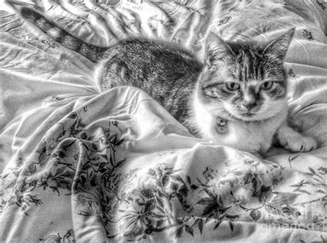 Tabitha In Greyscale 2 Photograph By Joan Violet Stretch Fine Art America