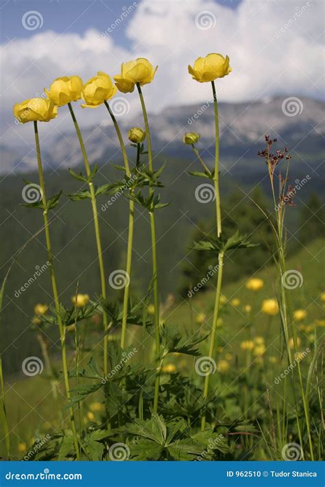 Yellow Mountain Flower Stock Photo Image Of Cose Flower 962510