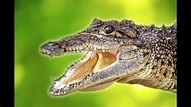 Königreich der Alligatoren (Tierfilm Krokodile, Tierdoku für Kinder ...