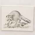 John E. Carter Signed Limited Edition Offset Lithograph "Raccoon ...