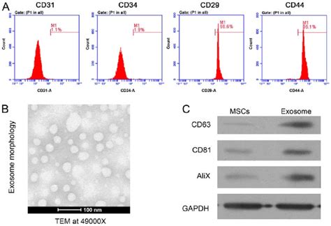 Rat Mesenchymal Stem Cell And Exosome Isolation A Flow Cytometry