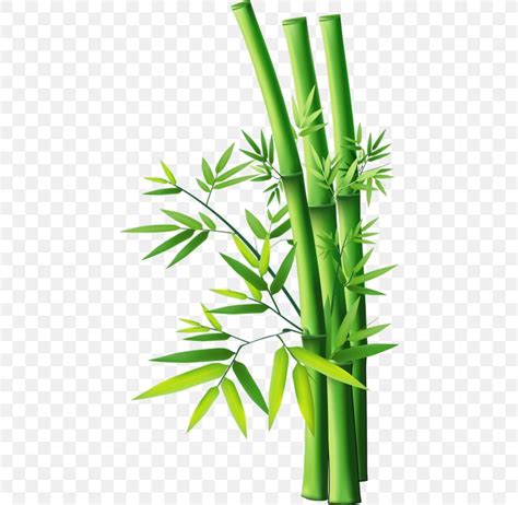 Bamboo Vector Graphics Image Clip Art Png 444x800px Bamboo Drawing