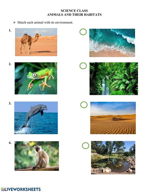 Animals And Their Habitats Interactive Worksheet Animal Habitats