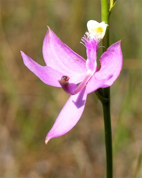 Filegrass Pink Orchid Npsphoto S 9102076426 Wikimedia Commons