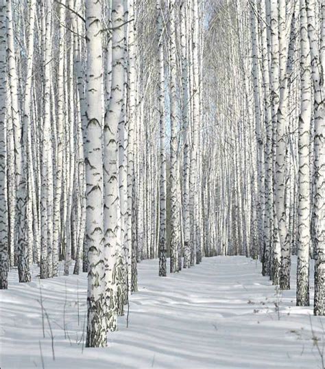 Come Meet Me In The Aspens Winter Trees Winter