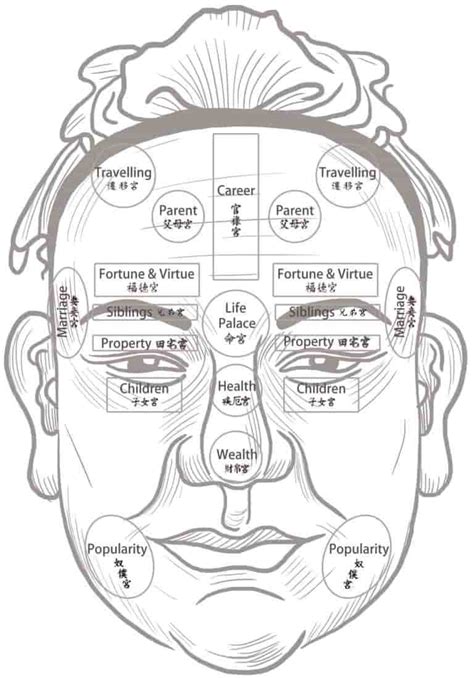 The Complete Guide To Earlobes In Chinese Face Reading 2022 Wisdom