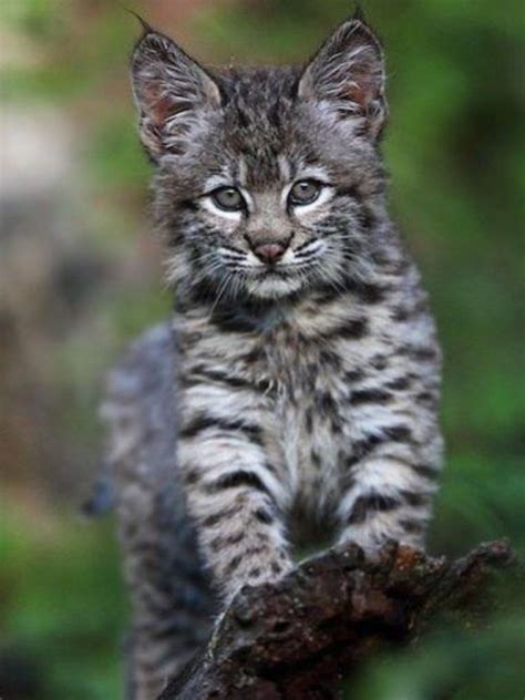 What A Beautiful „dwarf Bobcat Kitten Small Wild Cats Animals