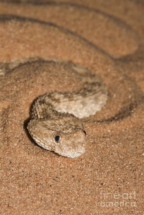 Sahara Sand Viper Cerastes Vipera By Alon Meir In 2022 Viper Sand