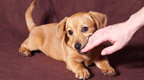 One of the signs can be a dog crying, howling, barking or otherwise vocalizing when left alone. How To Stop a Puppy From Biting in 6 Easy Steps - YouTube