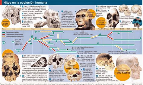 Linea Del Tiempo Sobre La Evolucion De La Anatomia 54