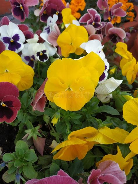 Beautiful Pansy Flowers In The Garden Mixed Pansies In The Garden
