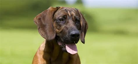 Hanoverian Scenthound Pet Your Dog