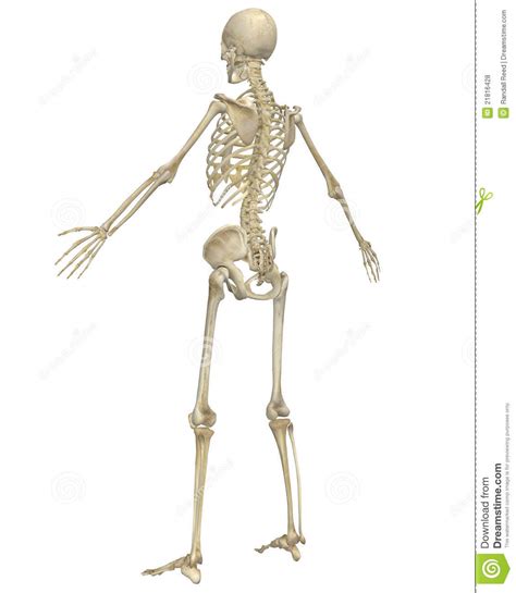 Human Skeleton Anatomy Angled Rear View Royalty Free Stock