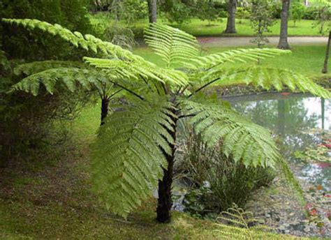 Cyathea Cooperi Lacy Tree Fern The Seed Vine