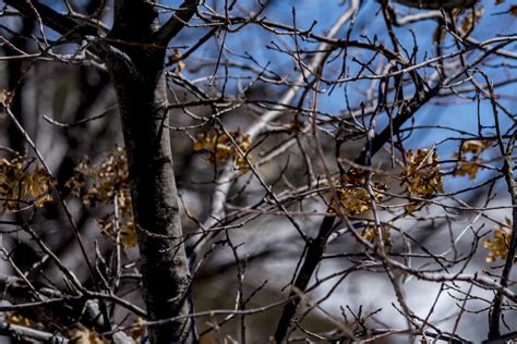 Autumn Branches Free Stock Photo Public Domain Pictures