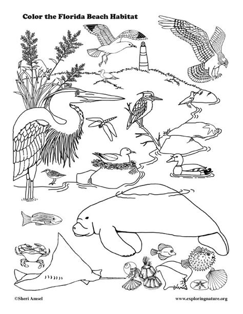 Florida's flag has a red cross of st. Florida Coastal Animals Coloring Page