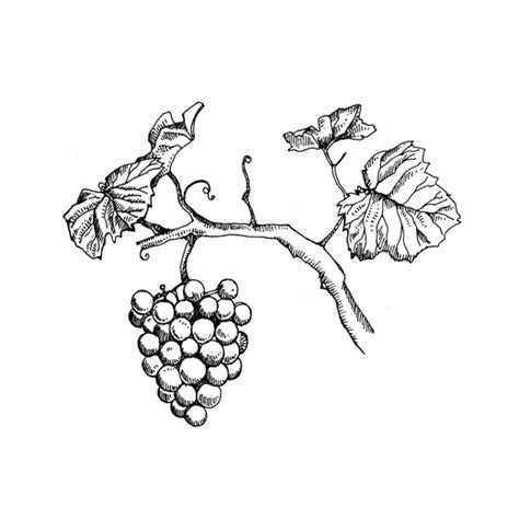 Grape Vine Drawing At Getdrawings Free Download