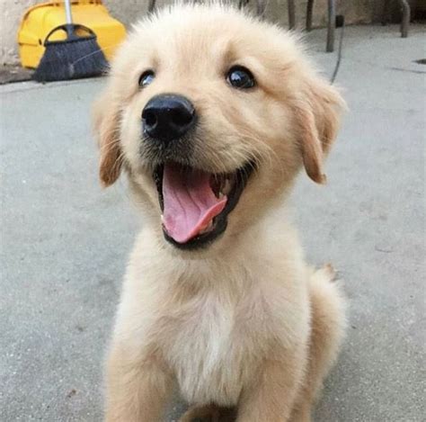 Happy Puppy Really Cute Puppies Dog Lovers Happy Dogs