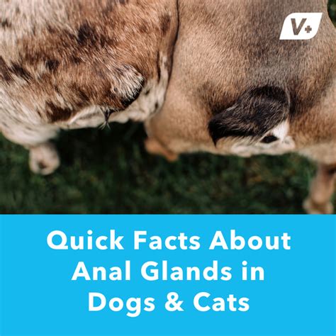 Quick Facts About Anal Glands In Dogs And Cats Glandex