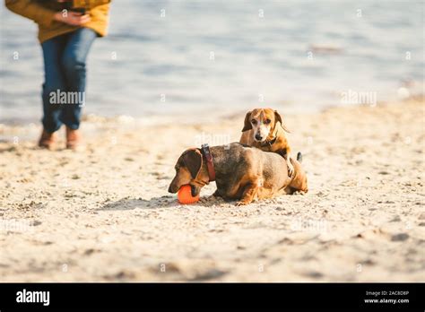 Two Dachshund Play On The Beach Two Small Dogs Playing Together