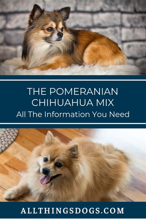 Pomeranian Chihuahua Shedding Pets Lovers