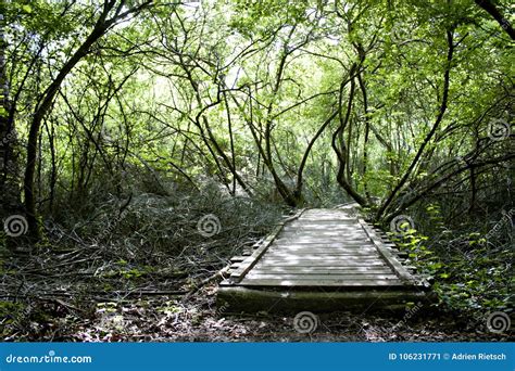 Old Wooden Bridge In The Middle Of A Forest Stock Image Image Of Gold