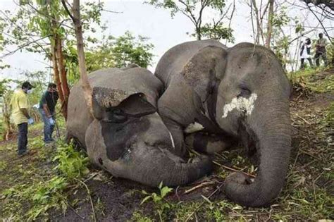 Na Ndia Elefantes Teriam Sido Mortos Por Raio Em Reserva Florestal