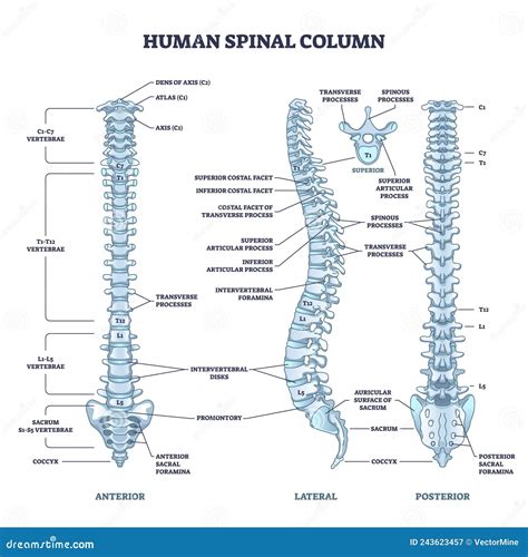 Human Spinal Column With Backbone And Spine Skeletal Anatomy Outline
