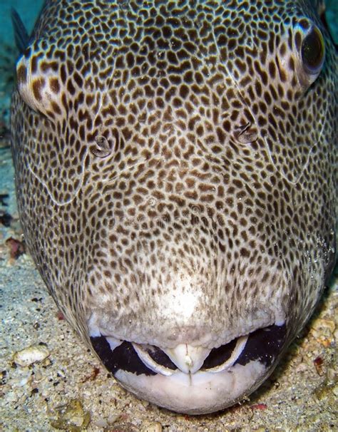 Stellate Puffer Fish Arothron Stellatus In The Filipino Sea December