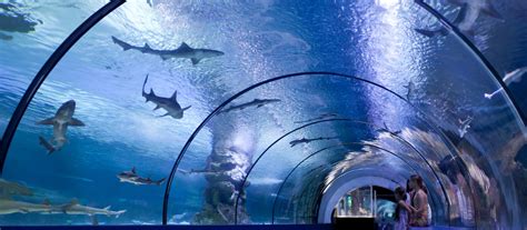 Le Top 5 Des Aquariums De Paris