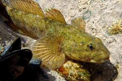 Shoresearch Cornwall Blog Giant Gobies Found At Newquay