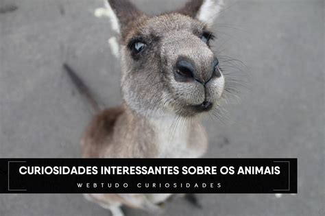 As 20 Curiosidades Interessantes Sobre O Mundo Animal Webtudo