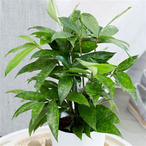 Japanese Bamboo Gold Dust Dracaena Surculosa Care Guide