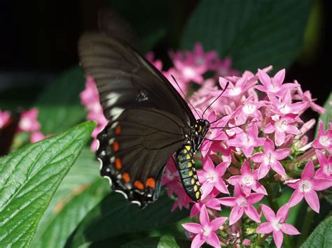 A successful butterfly garden will provide food and shelter for the while roses are a popular plant in a flowering garden. Attracting Butterflies To Your Miami Garden - The 16 Best ...